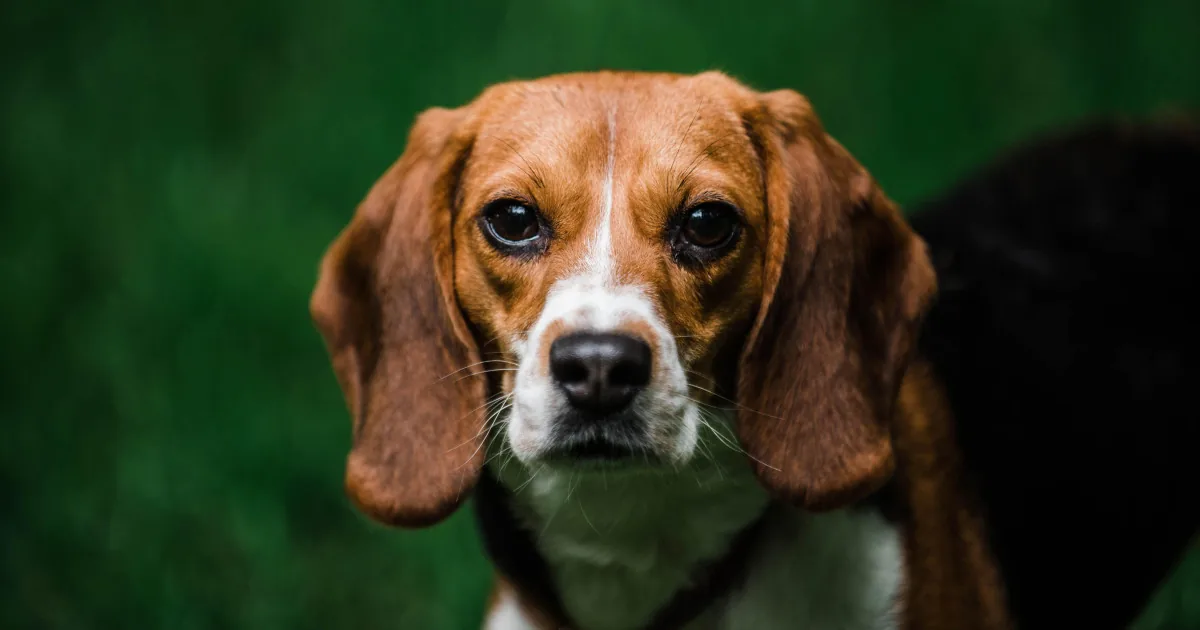 Rescued dogs from an animal testing facility sit together after being removed from laboratory conditions